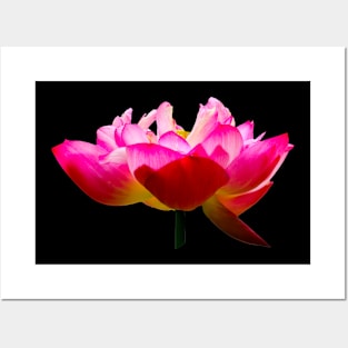 Beautiful Lotus Flower Posters and Art